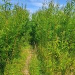 Willow Variety Trial, North Wyke, June 2025