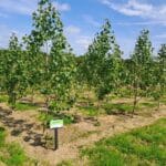 SRF Poplar, North Wyke, June 2025