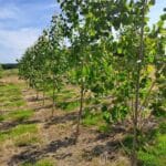 SRF Poplar, North Wyke, June 2025