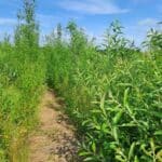 Willow, North Wyke, June 2025