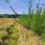 Willow, North Wyke, June 2025