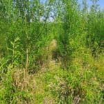 Willow, North Wyke, June 2025