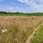 0.5 Miscanthus giganteus plot, North Wyke, June 2025