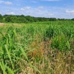 0.5 Miscanthus giganteus plot, North Wyke, June 2025