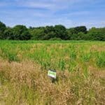 0.5 Miscanthus Athena plot, North Wyke, June 2025
