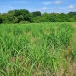 0.5 Miscanthus Athena plot, North Wyke, June 2025