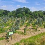 Eucalyptus at North Wyke, June 2025