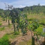 Eucalyptus at North Wyke, June 2025