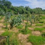 Eucalyptus at North Wyke, June 2025