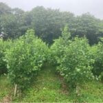Alder Canopy Closure, Aberystwyht, June 2025