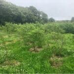 Black Locust at Aberystwyth, June 2025
