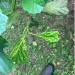 Crinkled Alder Leaves, Aberystwyth, June 2025