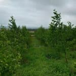 Alder at Boghall, June 2025