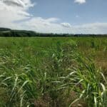 Miscanthus Athena, Auchincruive, June 2025