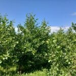 Alder at Auincruive, June 2025