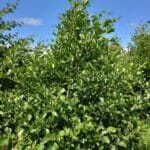Canopy Closure in Alder at Auchincruive, June 2025