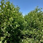 Healthy looking Alder, Auchincruive. June 2025