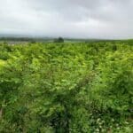 SRF Black Locust at Boghall, June 2025