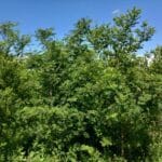Black Locust at Auchincruive, June 2025