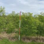 SRF Black Locust at Hillsborough, June 2025
