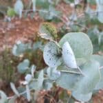 Black pests on Eucalyptus at Headley Hall