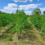 SRF Alder at Chesham, June 2025