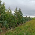 Eucalyptus at Headley Hall
