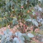 Eucalyptus Discolouration at Headley Hall