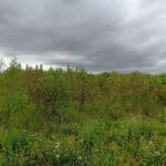 Alder at Headley Hall, June 2025