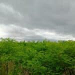 Black Locust at Headley Hall, June 2025