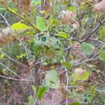 Pests on Alder trees at Headley Hall, June 2025