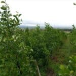 Alder at Boghall, June 2025