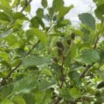 SRF Alder at Hillsborough, June 2025