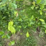 SRF Alder at Hillsborough, June 2025