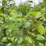 SRF Alder at Hillsborough, June 2025