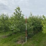 SRF Alder height at Hillsbrorough, June 2025