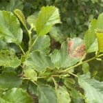 SRF Alder at Hillsborough, June 2025