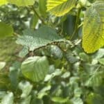 Sawfly on SRF Alder. Hillsborough, June 0225