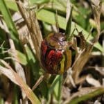 Tasmanian Eucalyptus Beetle at Chesham