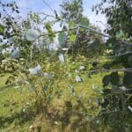 Eucalyptus Beetle Damage at Chesham