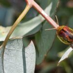 Tasmanian Eucalyptus Beetle at Chesham