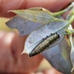 Tasmanian Eucalyptus Beetle larvae at Chesham