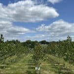 SRF Poplar, Chesham