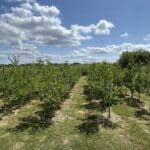 SRC Poplar, Chesham, June 2025