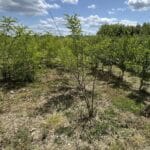 Black Locust at Chesham, June 2025'