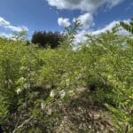 Flowering Black Locust at Chesham, June 2025