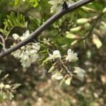 Black Locust Flowers