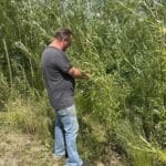 Willow, Chesham, June 2025