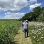 0.5ha Miscanthus giganteus, Chesham, June 2025
