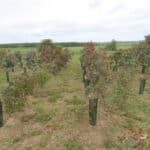 SRF Eucalyptus at Cockle Park Farm, June 2025